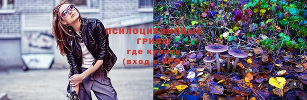прущие грибы Абдулино